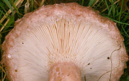 Image of Woolly Milkcap