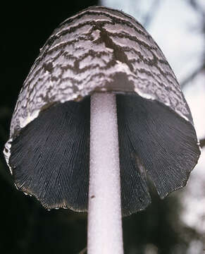 Imagem de Coprinopsis picacea (Bull.) Redhead, Vilgalys & Moncalvo 2001