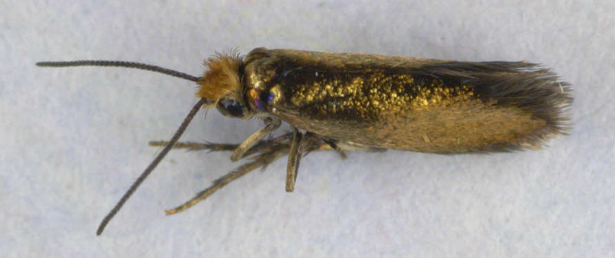 Image of Zeugloptera