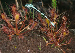 Imagem de Drosera intermedia Hayne