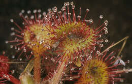 Imagem de Drosera rotundifolia L.