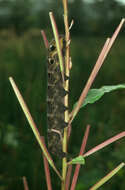 Image of elephant hawk-moth