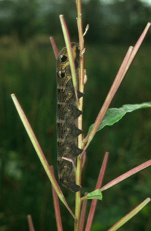 Image of elephant hawk-moth