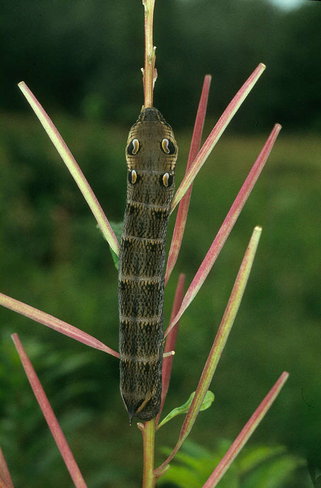 Image of elephant hawk-moth