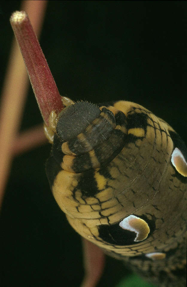 Image of elephant hawk-moth