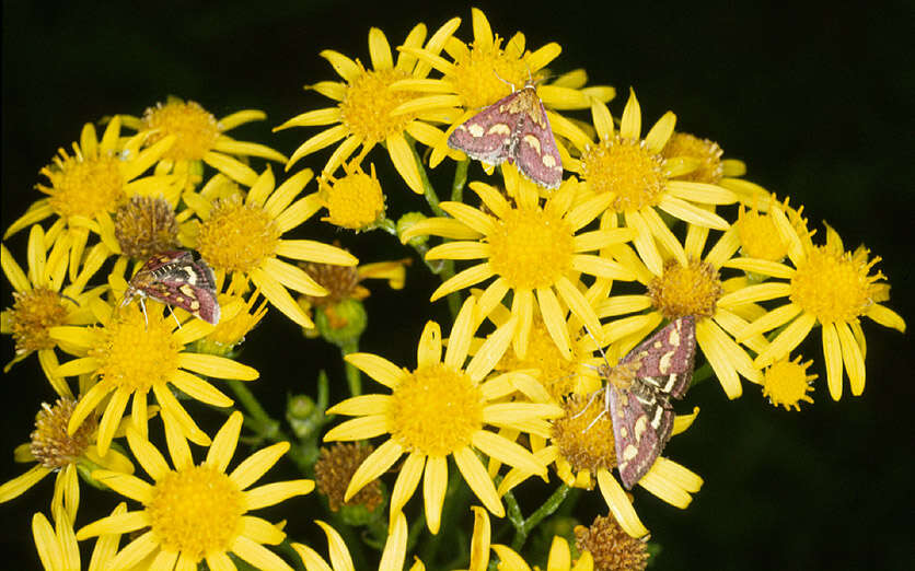 Image of Common Crimson and Gold