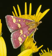 Image of Common Crimson and Gold