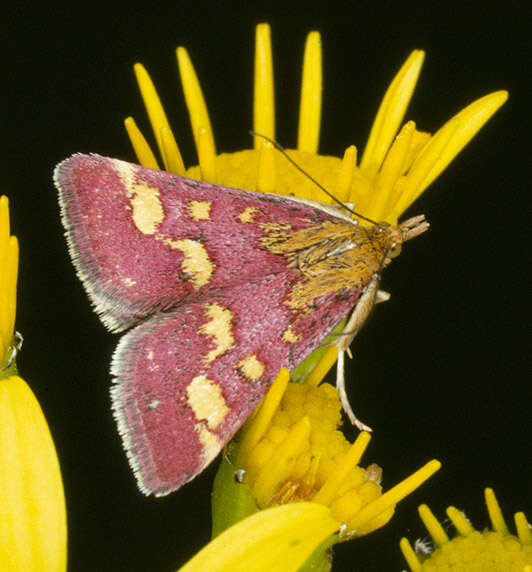 Image of Common Crimson and Gold