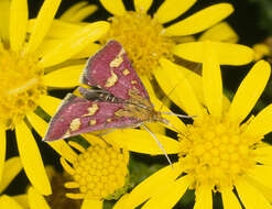 Image of Common Crimson and Gold