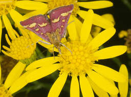 Image of Common Crimson and Gold