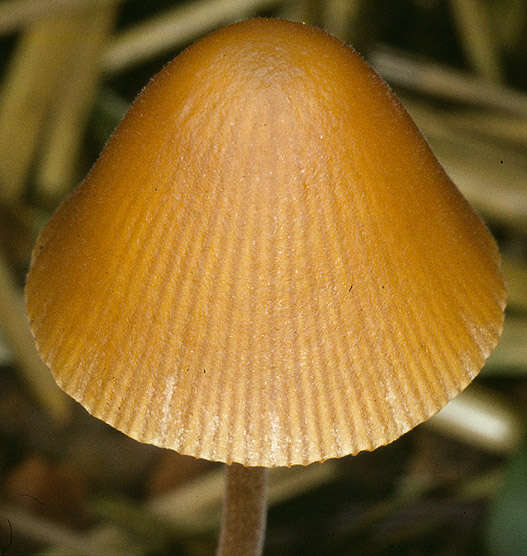 Image of Conocybe pubescens (Gillet) Kühner 1935