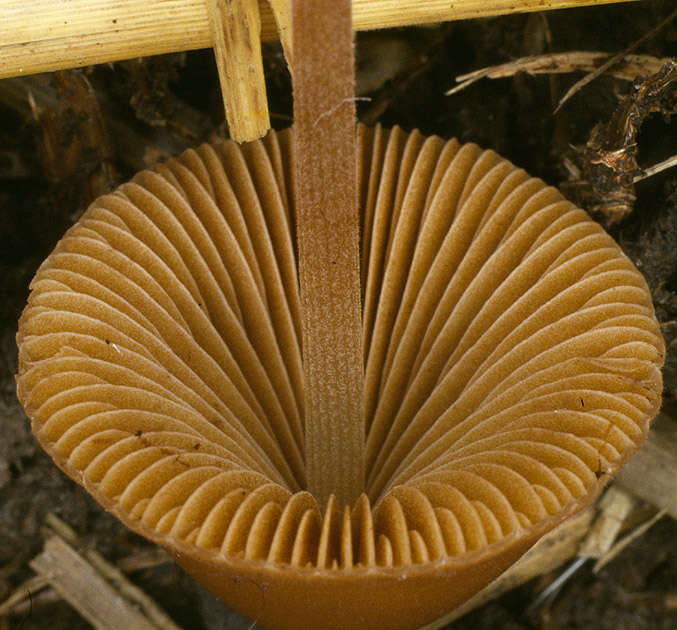 Image of Conocybe pubescens (Gillet) Kühner 1935