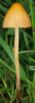 Image of Conocybe pulchella (Velen.) Hauskn. & Svrček 1999