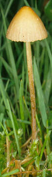 Image of Conocybe pulchella (Velen.) Hauskn. & Svrček 1999