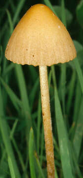 Image of Conocybe pulchella (Velen.) Hauskn. & Svrček 1999