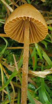 Image of Conocybe pulchella (Velen.) Hauskn. & Svrček 1999