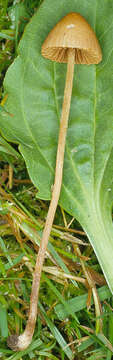 Image of Conocybe pulchella (Velen.) Hauskn. & Svrček 1999