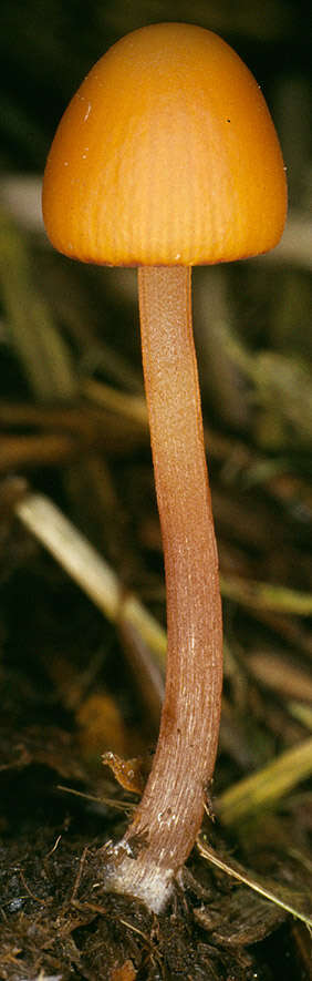 Image of Conocybe pubescens (Gillet) Kühner 1935