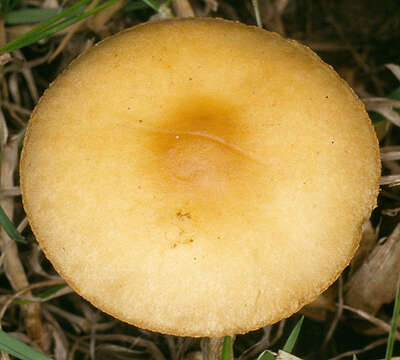 Image of Agrocybe paludosa (J. E. Lange) Kühner & Romagn. ex Bon 1987