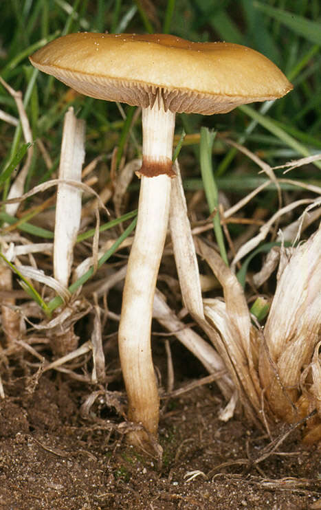 Image of Agrocybe paludosa (J. E. Lange) Kühner & Romagn. ex Bon 1987