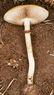 Image of Agrocybe paludosa (J. E. Lange) Kühner & Romagn. ex Bon 1987