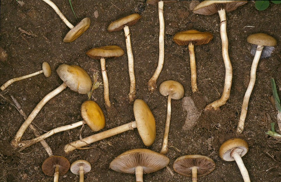 Image of Agrocybe paludosa (J. E. Lange) Kühner & Romagn. ex Bon 1987