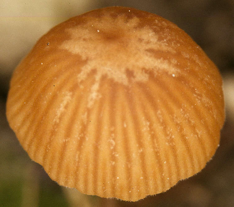 Conocybe siennophylla (Berk. & Broome) Singer ex Chiari & Papetti 2016的圖片