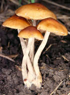 Image of Conocybe arrhenii (Fr.) Kits van Wav. 1970