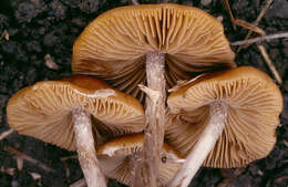 Image of Conocybe arrhenii (Fr.) Kits van Wav. 1970