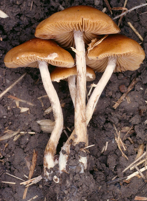 Image of Conocybe arrhenii (Fr.) Kits van Wav. 1970