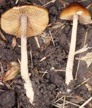 Image de Conocybe arrhenii (Fr.) Kits van Wav. 1970