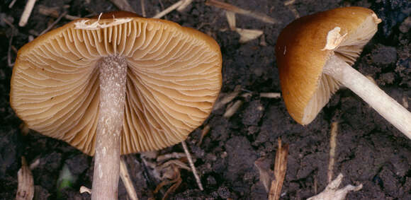 Image de Conocybe arrhenii (Fr.) Kits van Wav. 1970