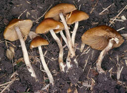 Image of Conocybe arrhenii (Fr.) Kits van Wav. 1970