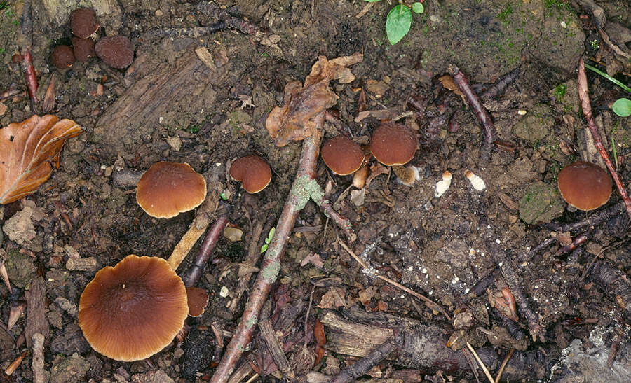 Image of Conocybe rugosa (Peck) Watling 1981