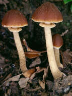 Image of Conocybe rugosa (Peck) Watling 1981