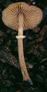 Conocybe rugosa (Peck) Watling 1981的圖片