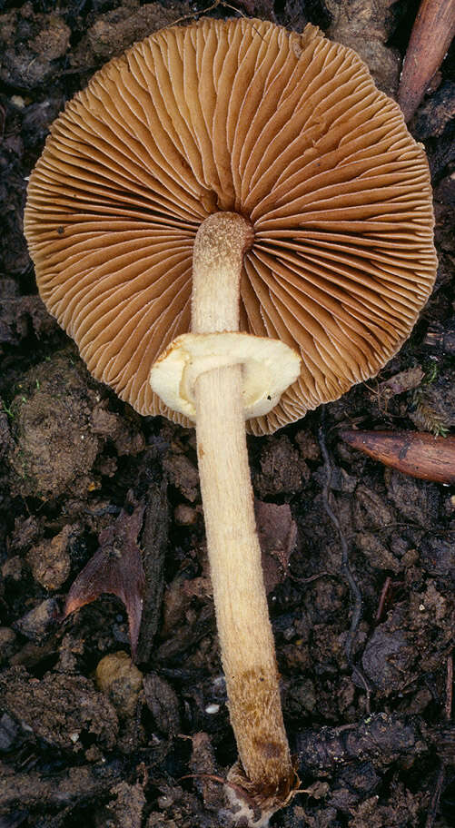 Conocybe rugosa (Peck) Watling 1981的圖片