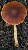 Conocybe rugosa (Peck) Watling 1981的圖片