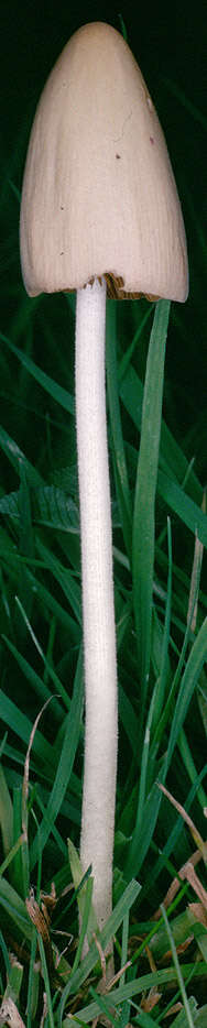 Image of White Dunce Cap