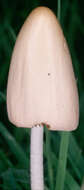 Image of White Dunce Cap