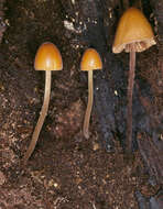 Conocybe subpubescens P. D. Orton 1960的圖片