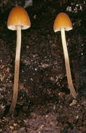 Conocybe subpubescens P. D. Orton 1960的圖片