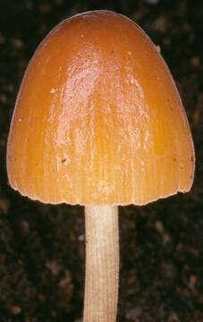 Conocybe subpubescens P. D. Orton 1960的圖片