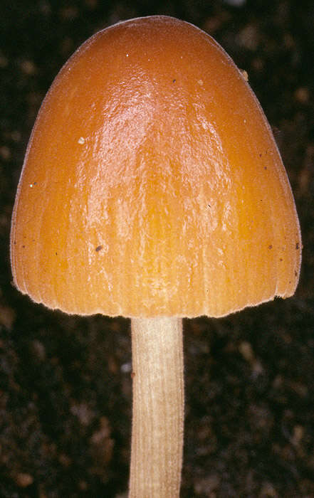 Image of Conocybe subpubescens P. D. Orton 1960