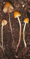 Image of Conocybe subpubescens P. D. Orton 1960