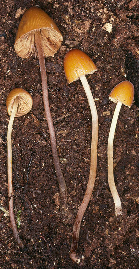 Conocybe subpubescens P. D. Orton 1960的圖片