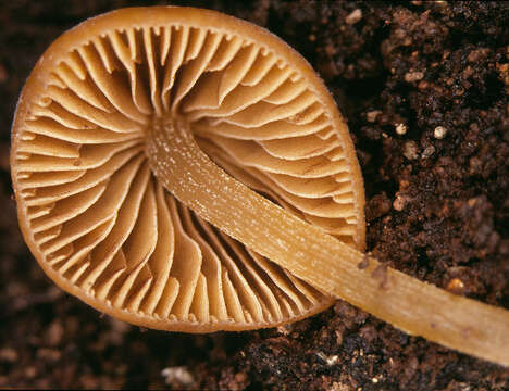 Image of Conocybe subpubescens P. D. Orton 1960