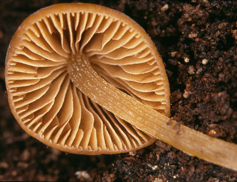 Image of Conocybe subpubescens P. D. Orton 1960