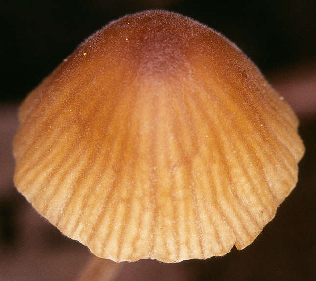 Conocybe subpubescens P. D. Orton 1960的圖片