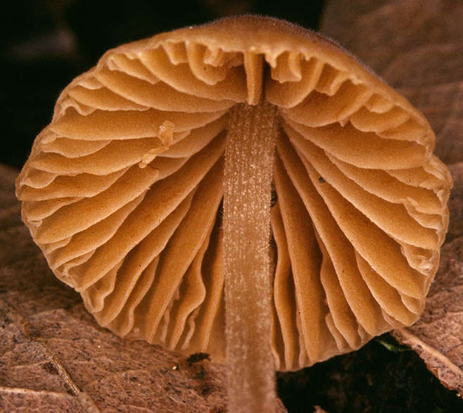 Image of Conocybe subpubescens P. D. Orton 1960